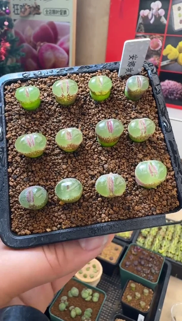 【闪购商品】30-10安娜玫瑰一颗