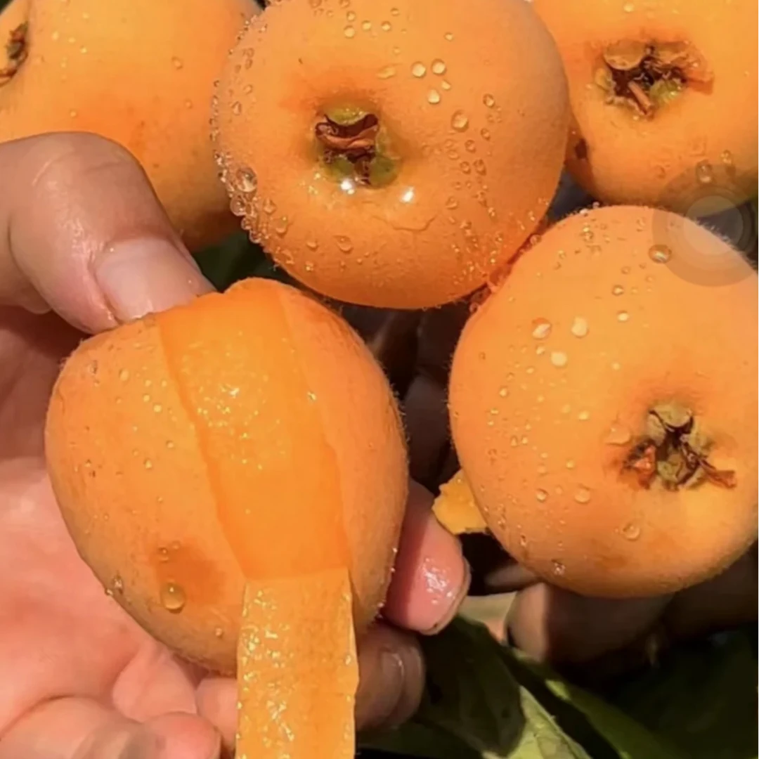 【顺丰速运】四川米易高山老树早春甜枇杷新鲜现摘老人小孩孕妈水果