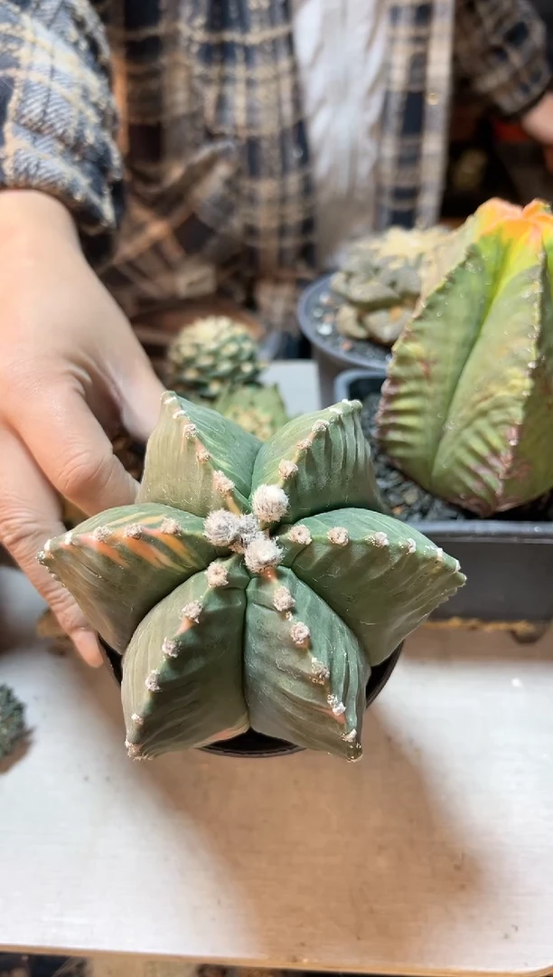 【闪购商品】晚23号自根龟甲鸾凤玉锦11.3公分