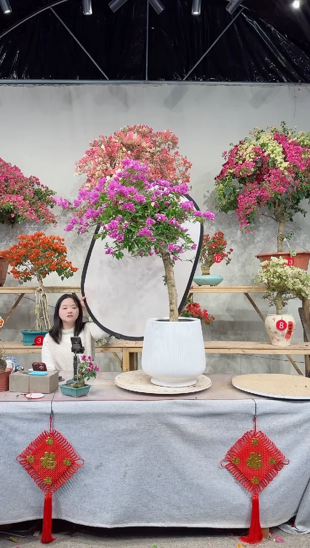 【闪购商品】盆景粉红豹