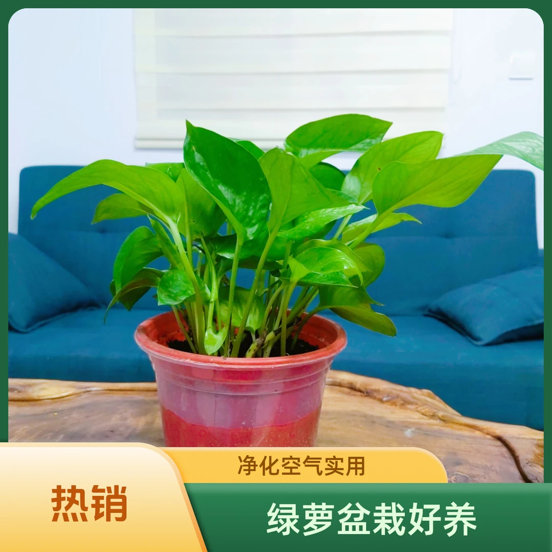 【绿萝】盆栽四季常青室内桌面绿植净化空气新手好养