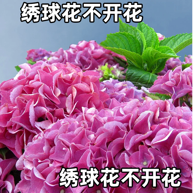 绣球花不开花绣球花不开花这么做绣球花营养液植物盆栽促芽开花