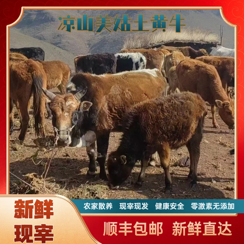 四川凉山美姑高原散养土黄牛肉新鲜现宰 现宰现发3斤/5斤装