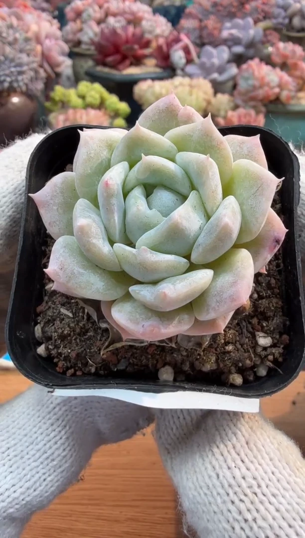 东云多肉园三号店-86