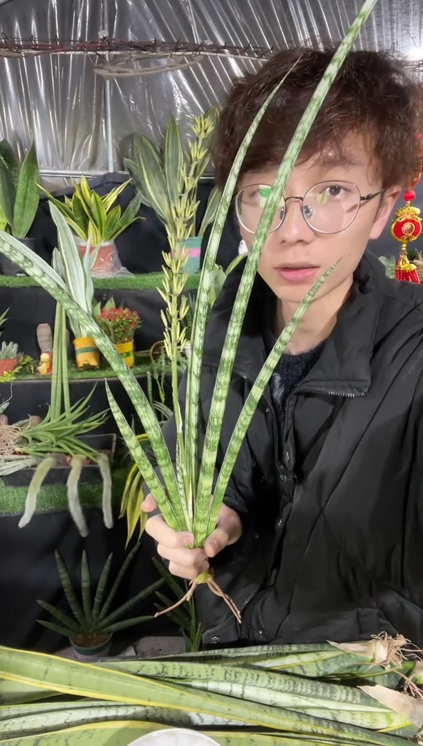 【闪购商品】白天鹅裸根19.9