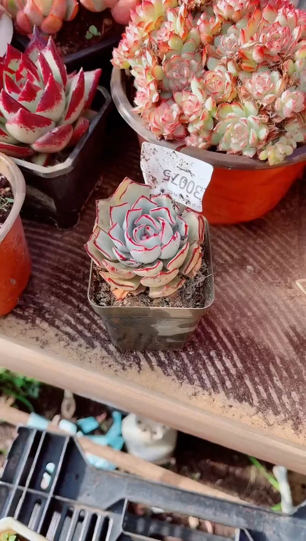 绿**沙跃跃精品多肉30075