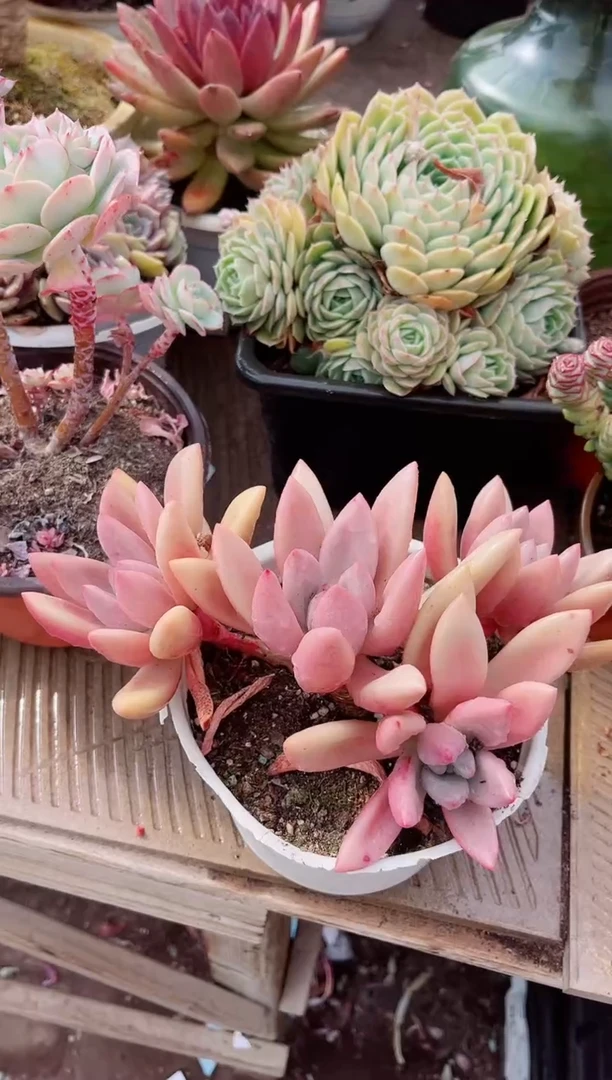 【闪购商品】21365