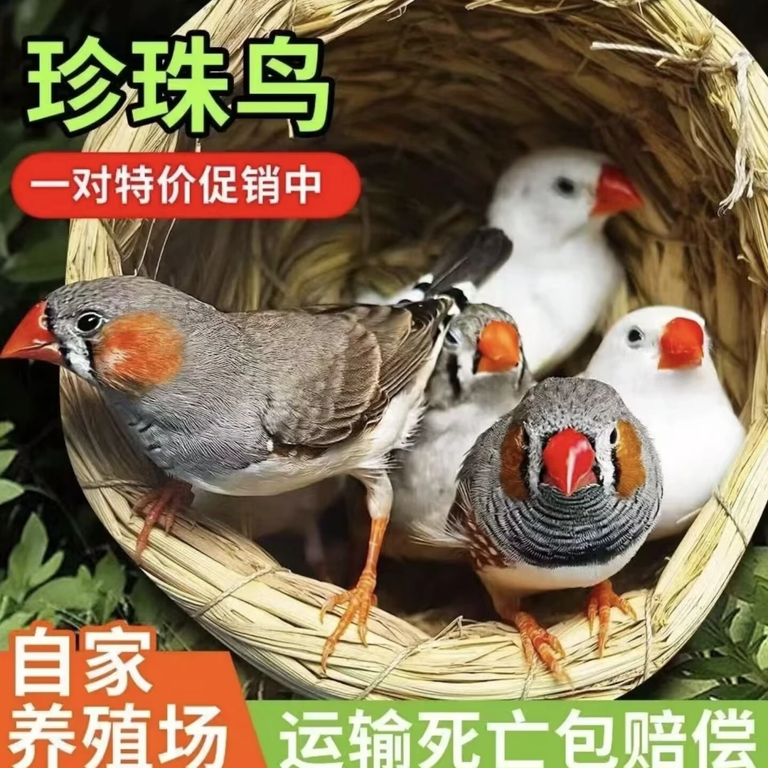 可观赏手养亲人粘人颜色公母可选珍珠鸟