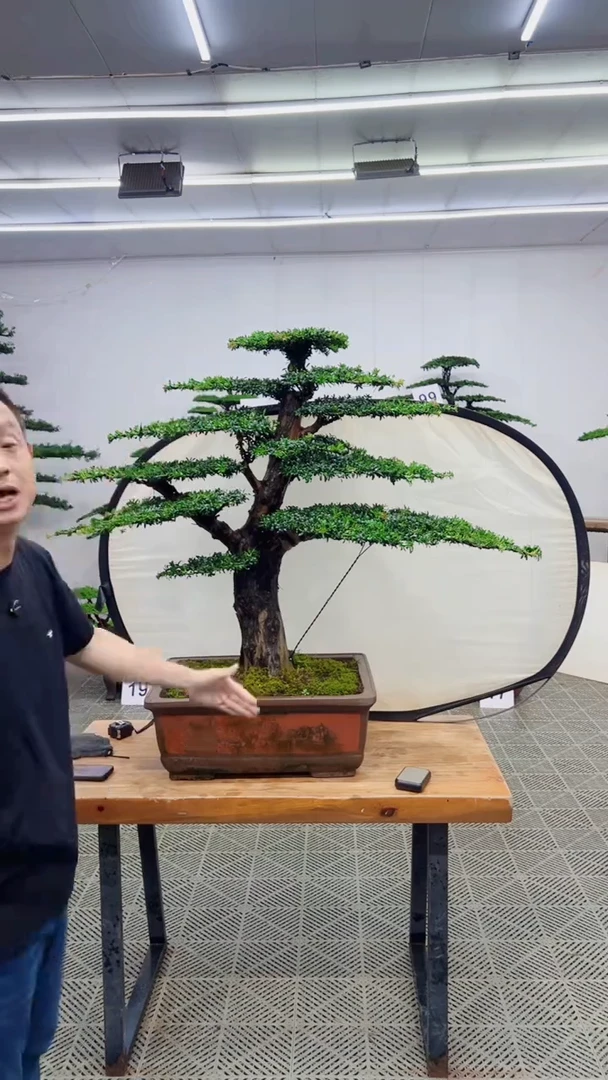 无花朵造型盆景一物一拍