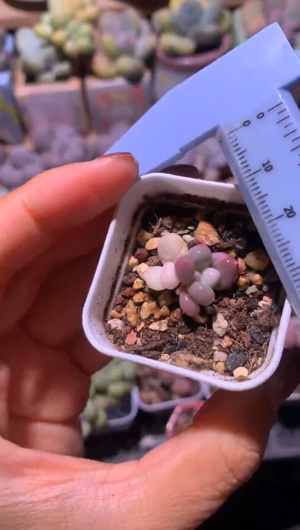 全锦头不售后奶酪锦