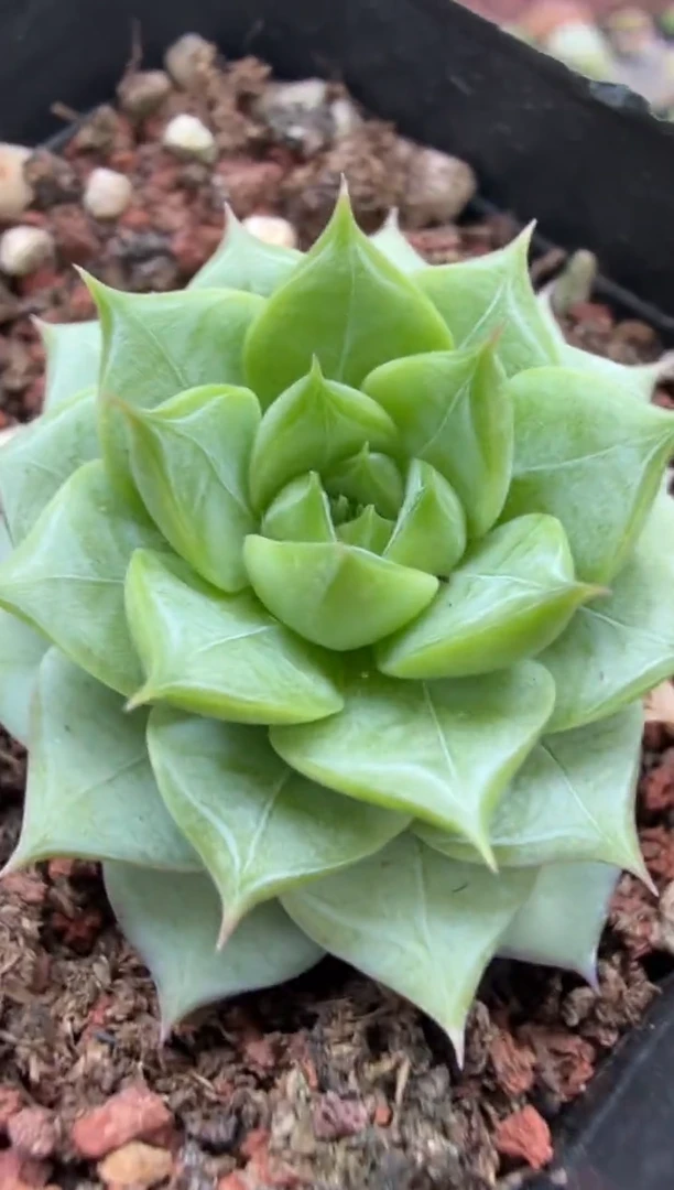 东云多肉园二店-216