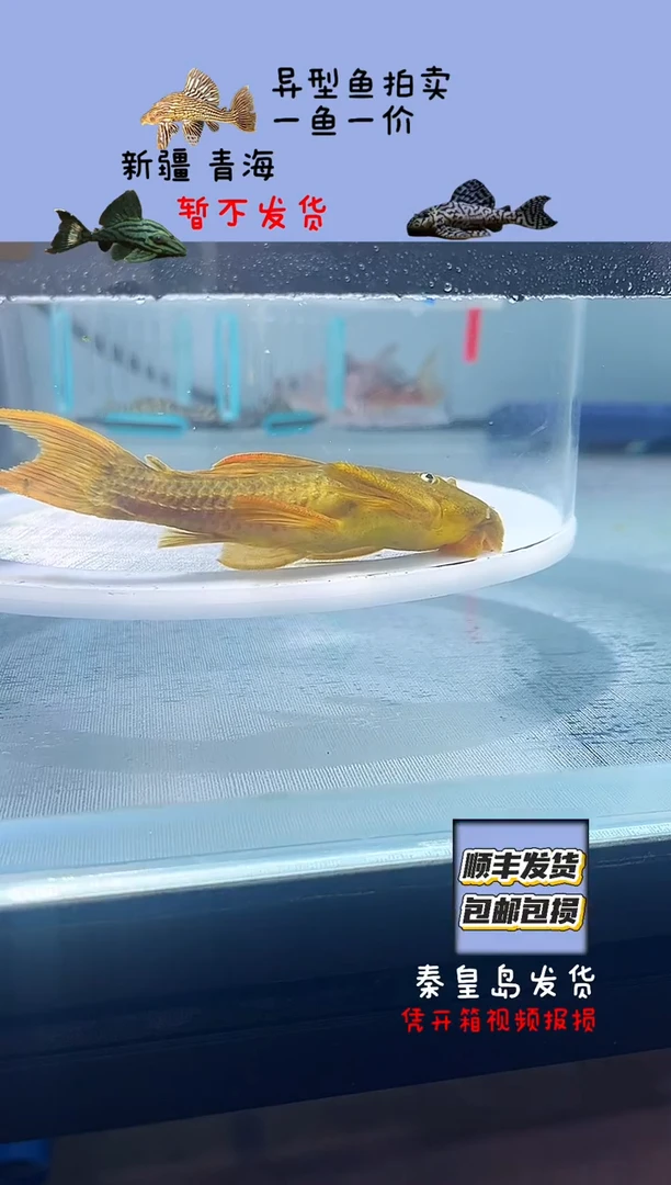 清道夫鱼10不包入缸损51