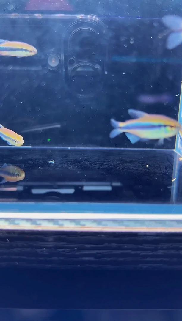 海水鱼人****?蓝第一型