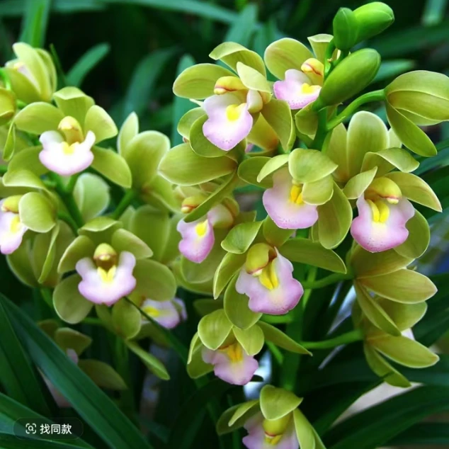 兰花【翡翠香水】一盆带3-5支花剑  年宵花 蕙兰品种 兰花盆栽