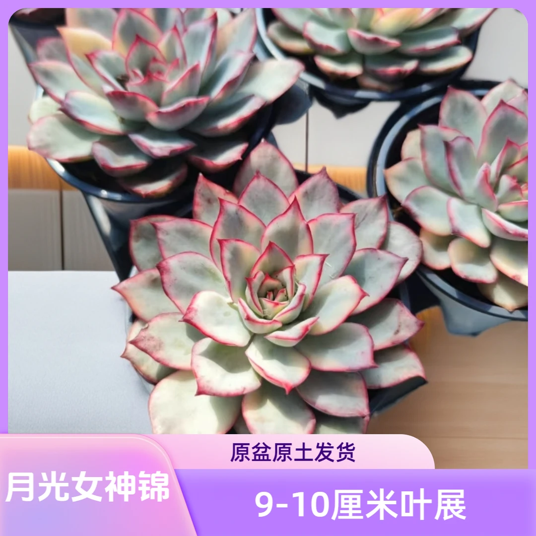 月光女神锦 花盆口径约9厘米 老桩多肉