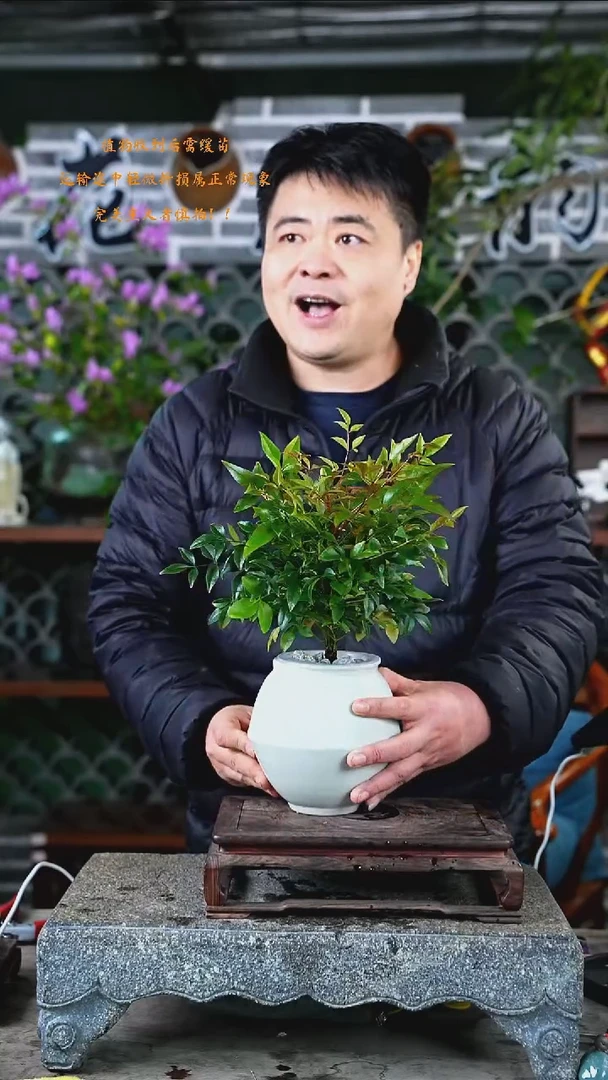 大部分开放少量花苞南天竹红宝石395+