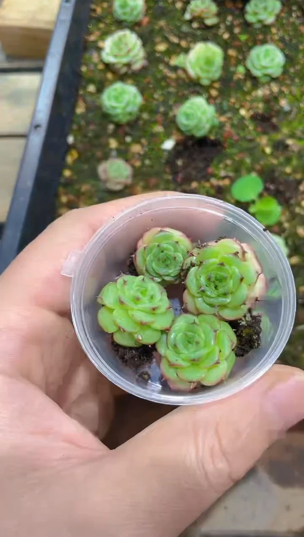 153图灵     量拍