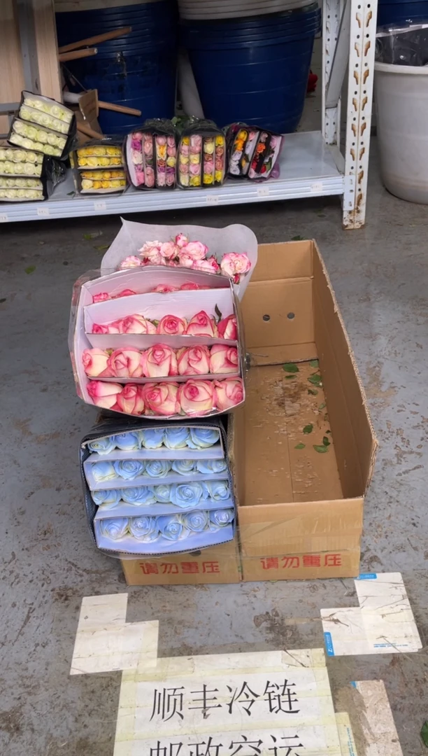 艾沙20枝+碎冰蓝20枝+折射10枝