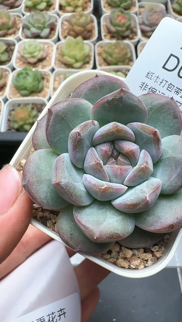 890D云禹多肉植物 带盆土纸巾打包 3颗包邮
