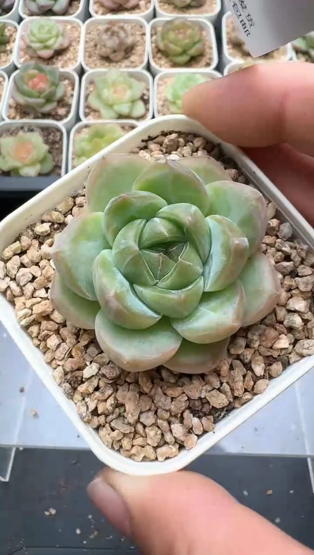 557C云禹多肉植物 带盆土纸巾打包 3颗包邮