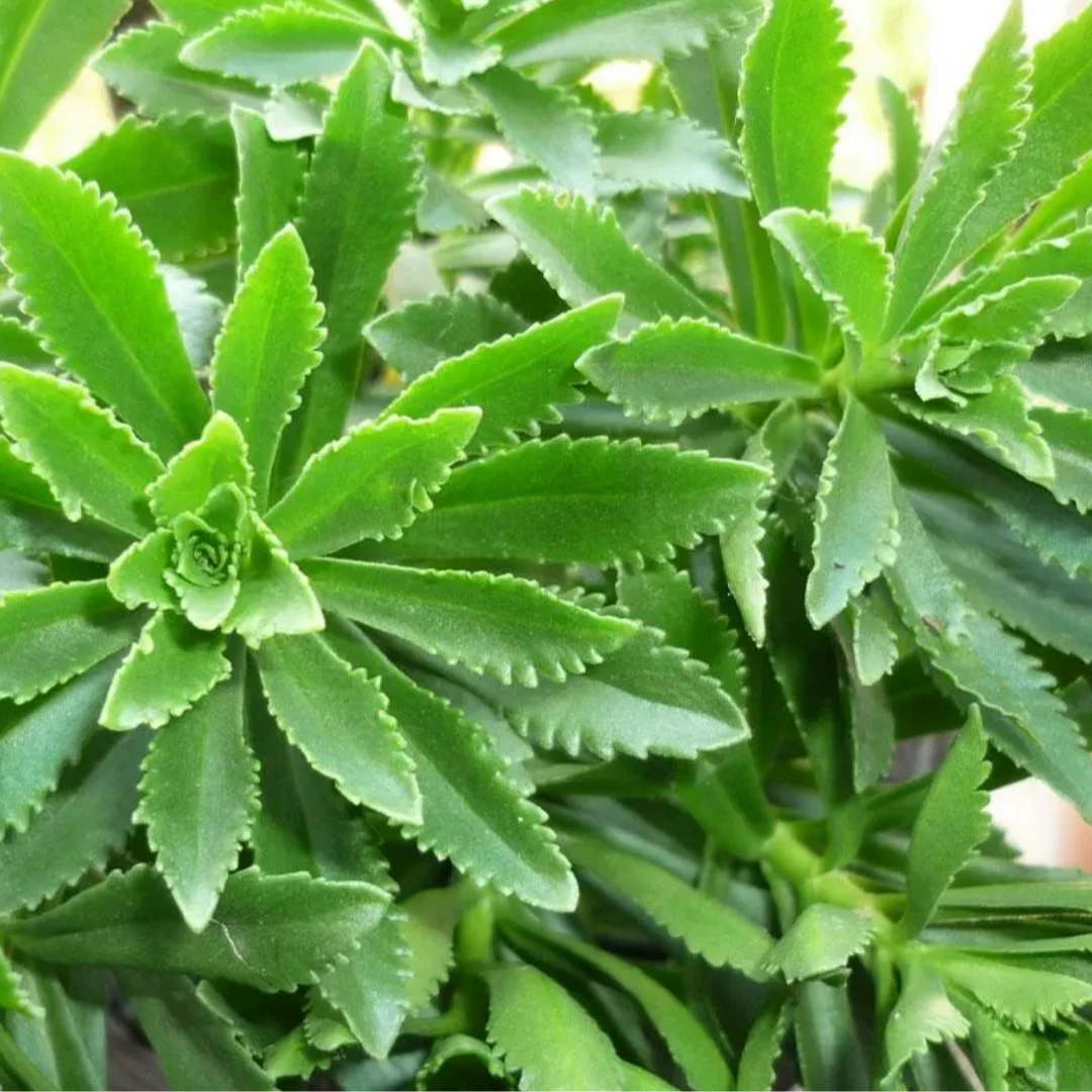 养心菜种子 阳台四季盆栽小院菜园地播种植农家蔬菜种子