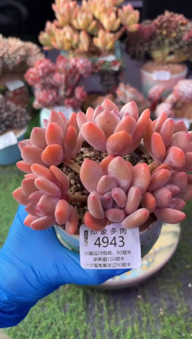 昆明印象多肉4943