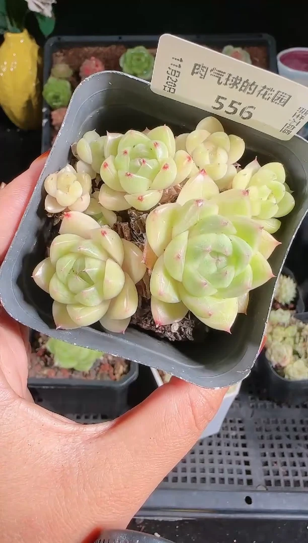 1120-556群生不包整