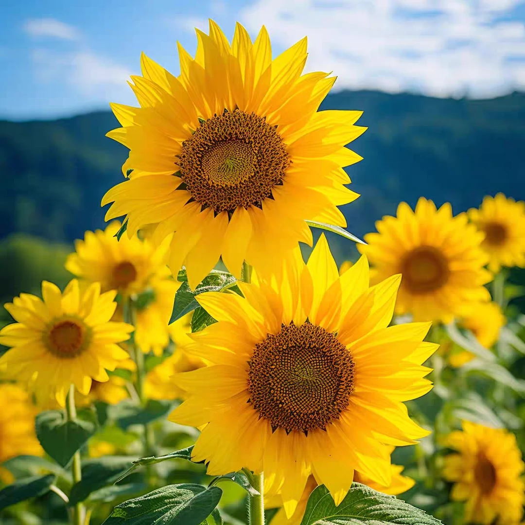 矮生多头向日葵种子阳台盆栽庭院种植四季观花向日葵种子耐热耐寒