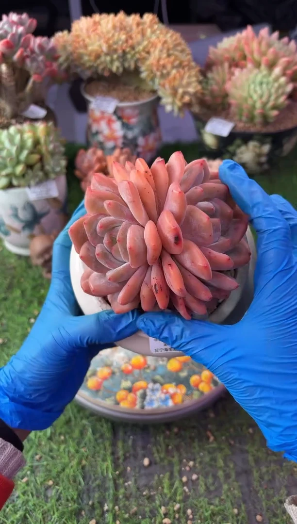 昆明印象多肉2432