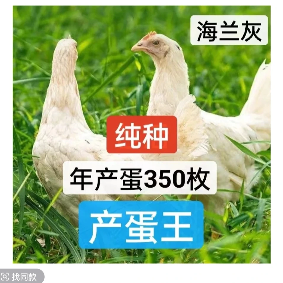 正宗散养土鸡海兰灰青年鸡包邮到家宠物鸡