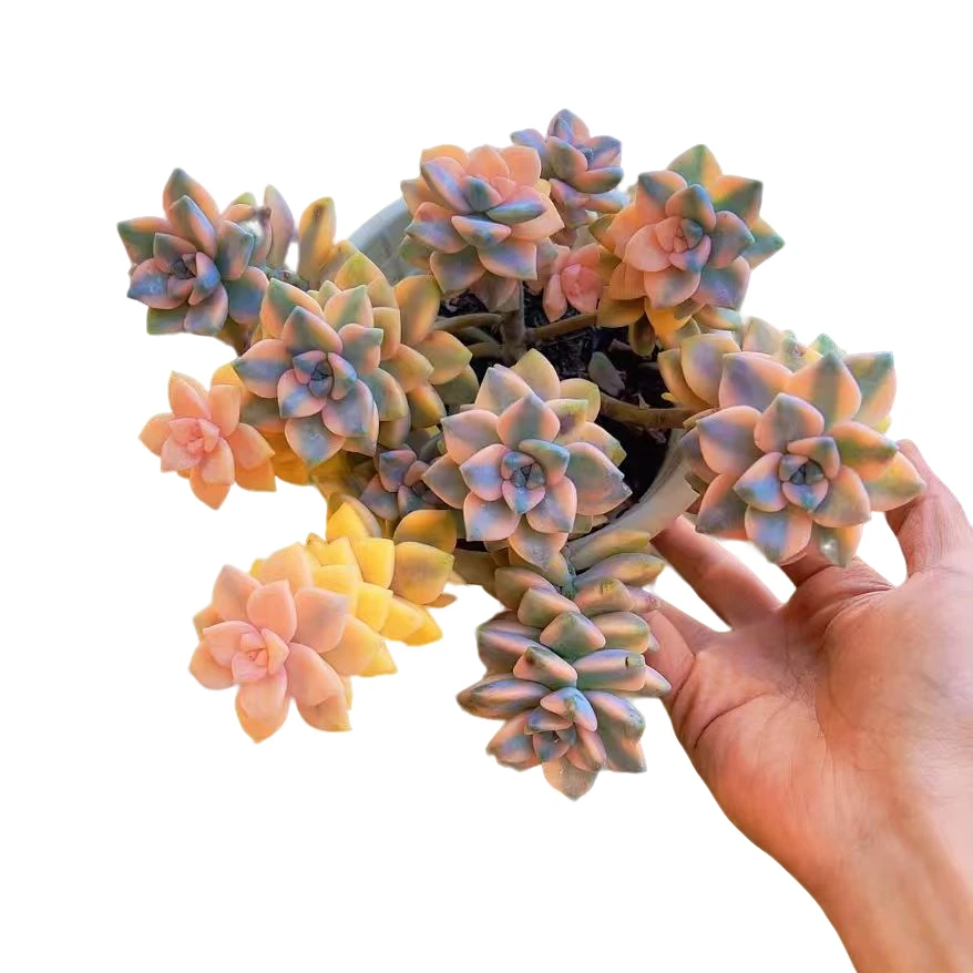 美杏锦      多肉植物