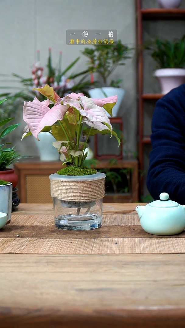 完全开放叮***?红粉068