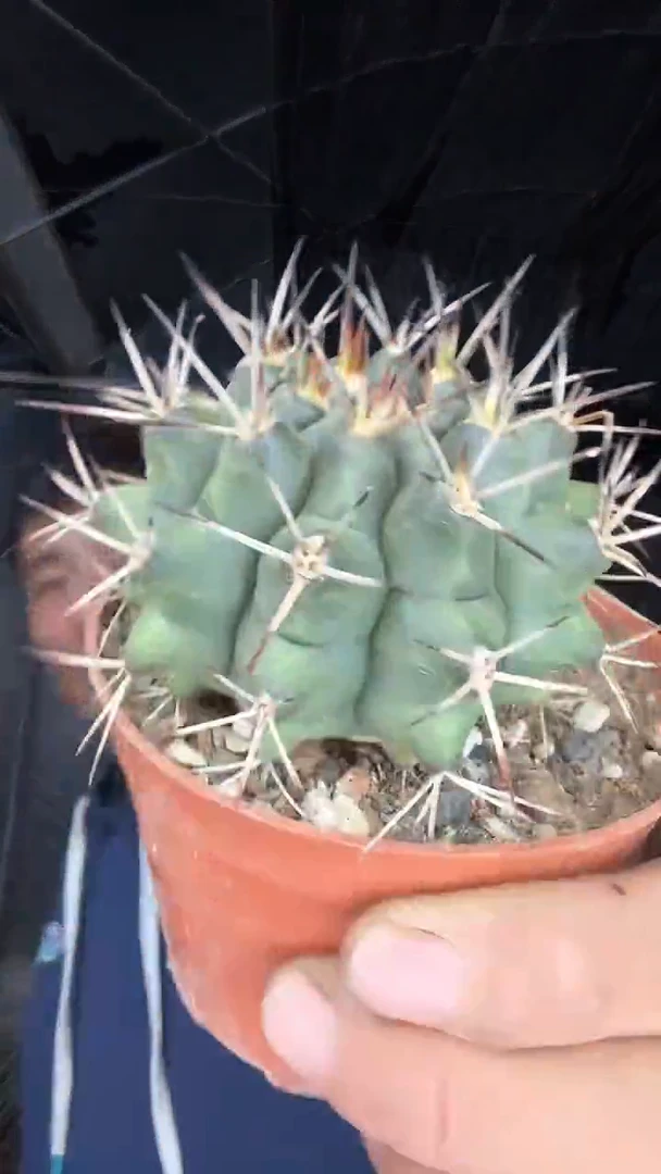 实生波光龙15.99