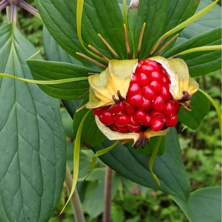 云南滇重楼现挖鲜品鲜货七叶一枝花产地直发正品滇重楼蔬菜