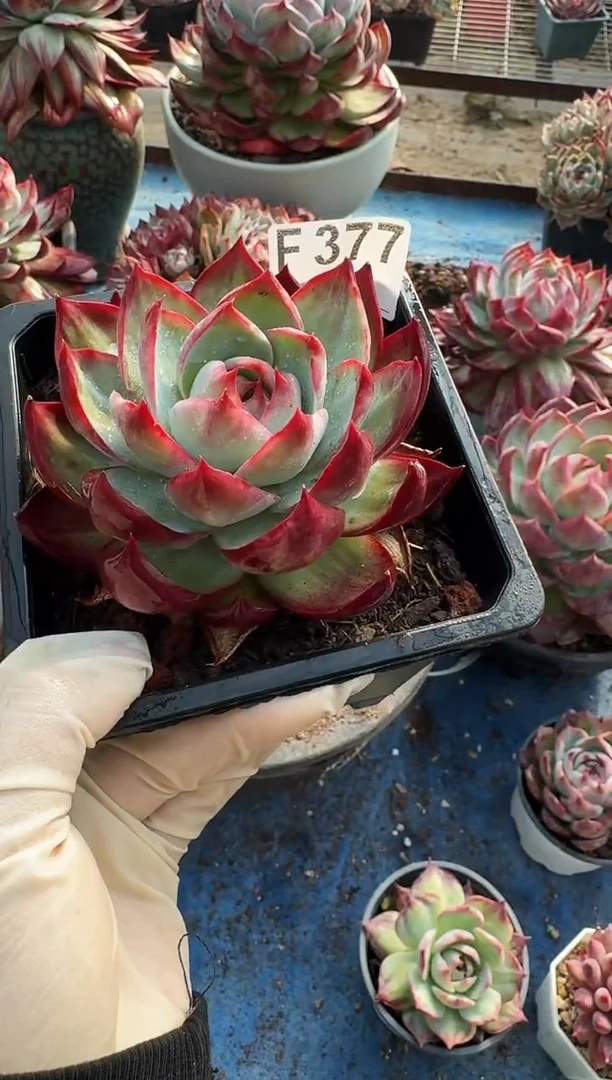 F377惊鸿仙子（裸根发货）