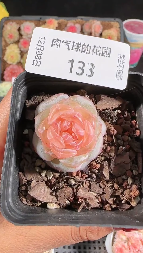 1208-133夕颜量拍任意发一颗多肉群生不包整