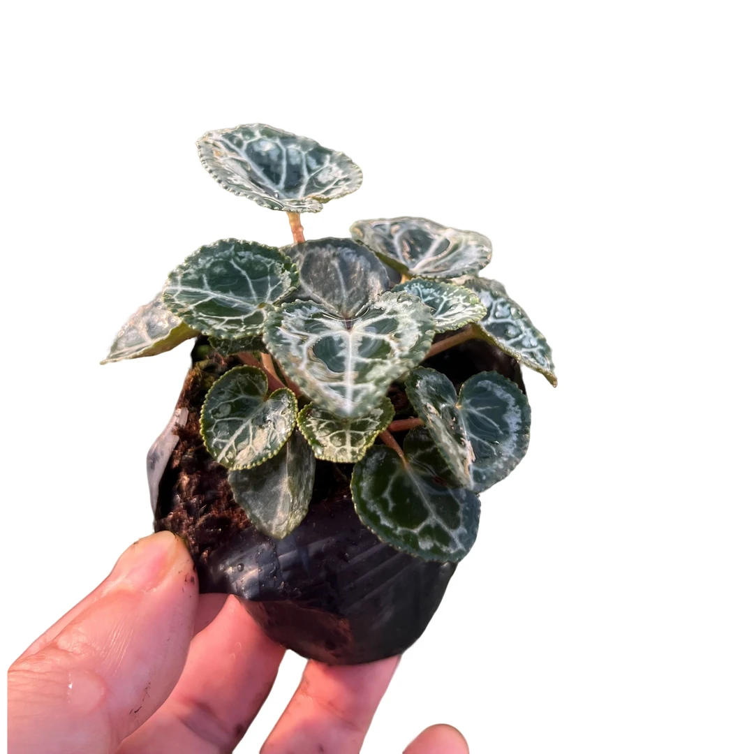 仙客来 拍一发三皮桶苗 基地直发 一代苗易存活