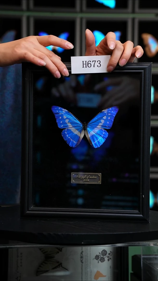 蝴蝶标本摆件竞拍塞浦路斯闪蝶H673