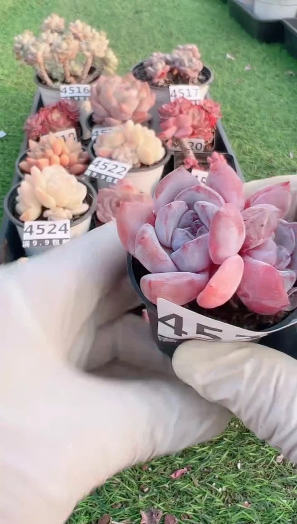 【闪购商品】信福多肉一物一拍