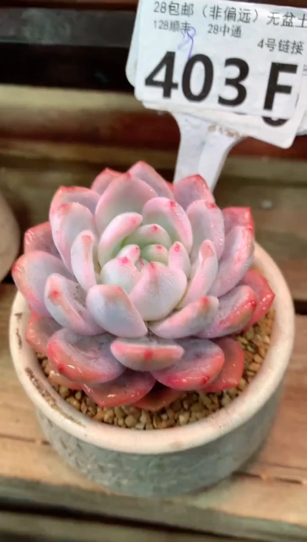 403F（一物一拍，精品多肉，w所见即所得 ）