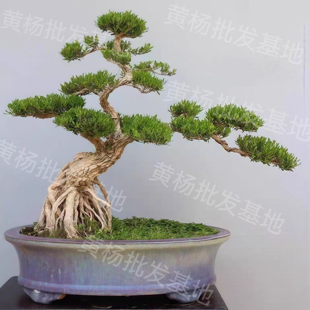 瓜子黄杨盆景造型室内外绿植盆栽四季常青耐寒好养植物