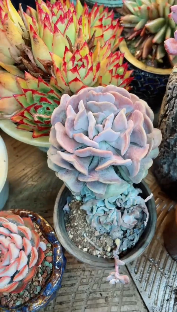 【闪购商品】09051