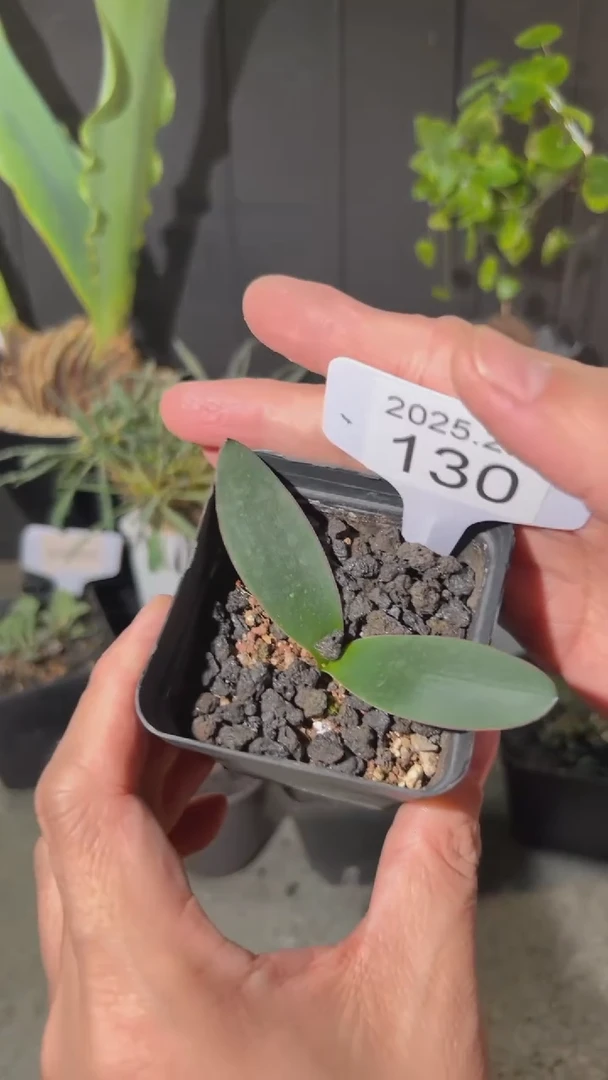 【闪购商品】国王红烛花红边版2.7.130