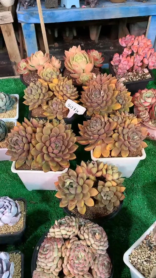 【闪购商品】501KKK5选一随机发