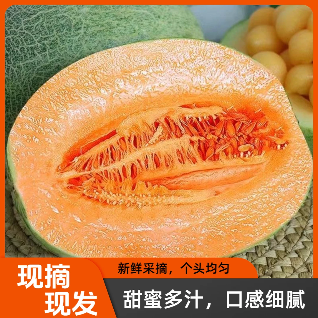 正宗哈密瓜现摘现发甜蜜多汁新鲜采摘皮薄肉厚头茬当季水果脆香甜