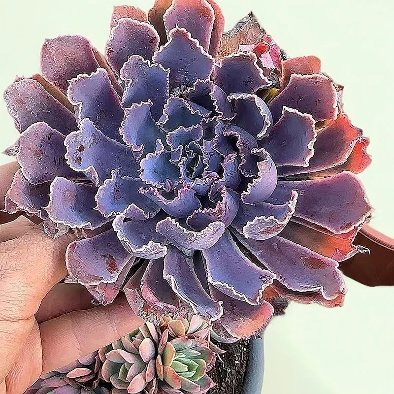 晚霞之舞2颗   小谢多肉多肉植物庭院空气耐旱上盆种植固定