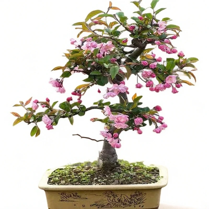 垂丝海棠白兰花盆栽老桩花卉四季开花室内绿植树苗盆景办公室阳台