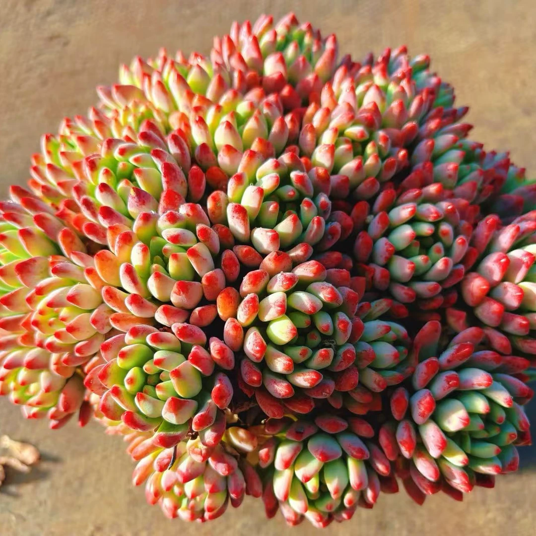 ［蓝苹果］必入款好看好养  脱土发（任意2单包邮）  好运来多肉植物