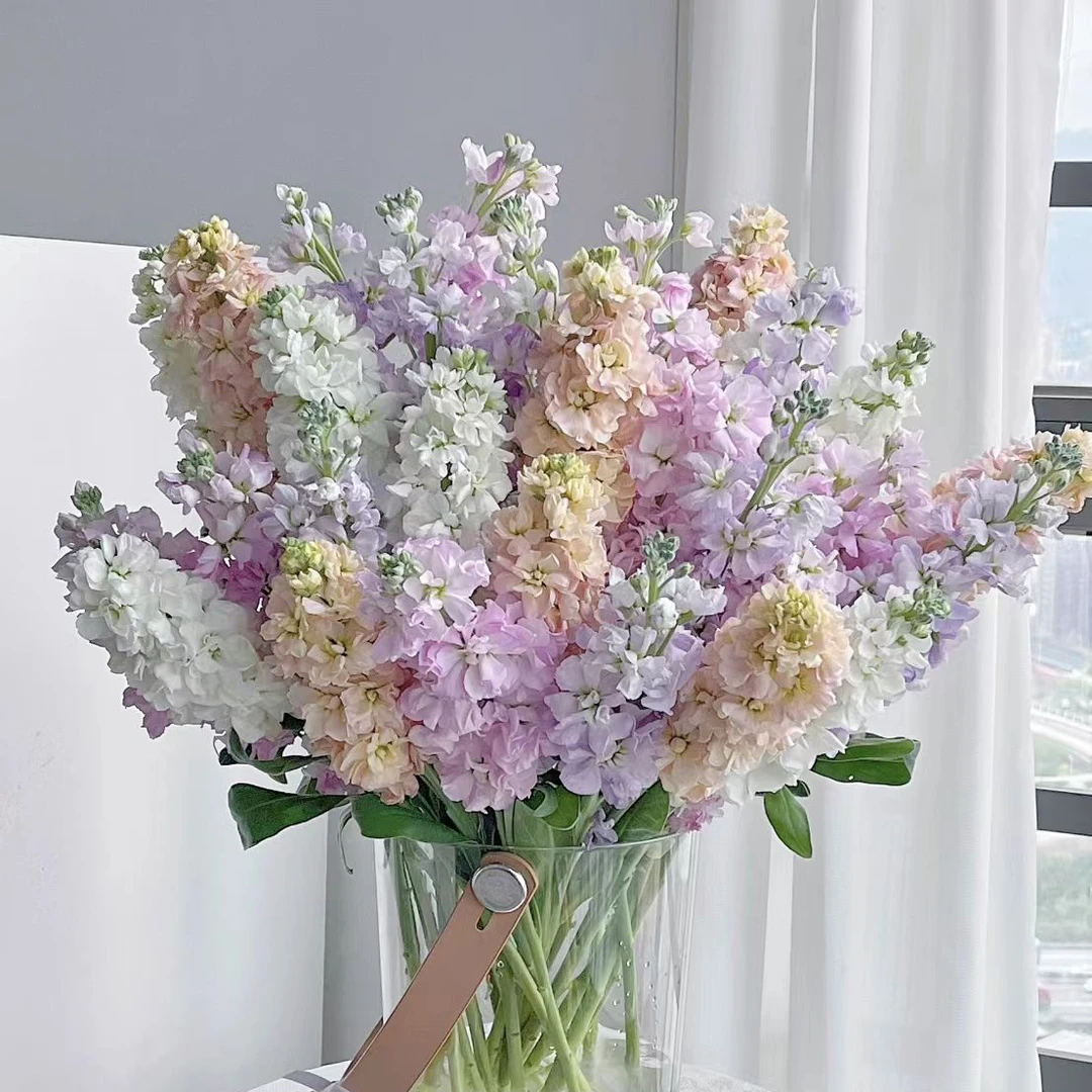 YZ【混色紫罗兰10支】