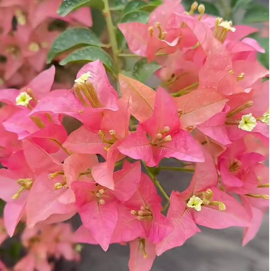 【卡亚塔】三角梅可飘枝垂吊爬藤懒人新手小白好养开花